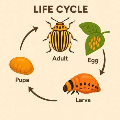 ciclo vitale della dorifora della patata
