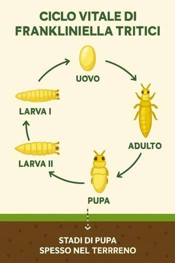 ciclo vitale larve Frankliniella tritici