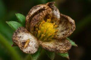 fiori colpiti da frankinella tritici