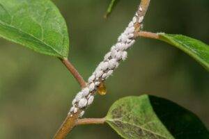 foto cocciniglie su pianta