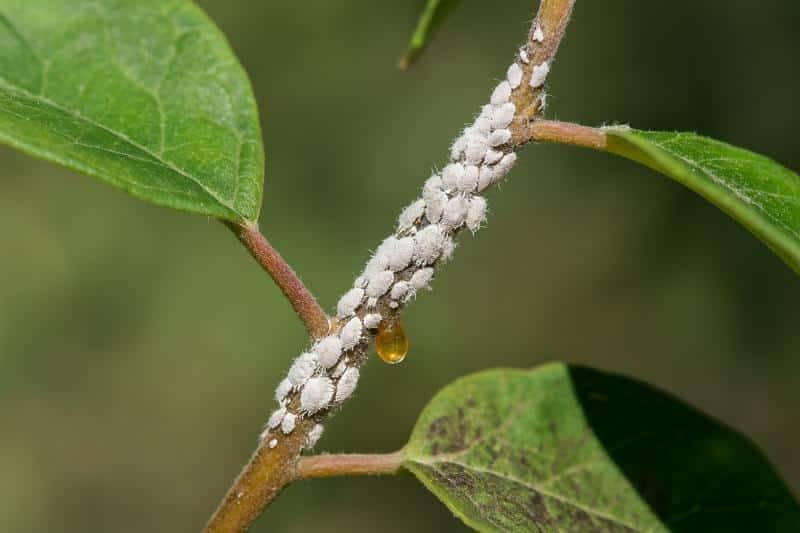 foto cocciniglie su pianta