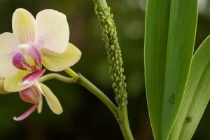 immagine afide orchidea