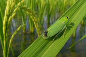 Insetto verde su foglia di riso