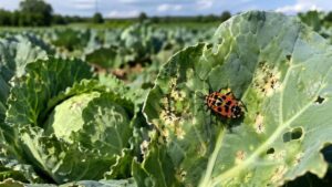 Insetto rosso e nero su foglia di cavolo