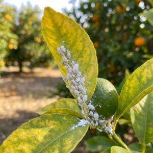 foto cocciniglia farinosa su foglia di vite