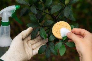immagine del sapone molle su fumaggine