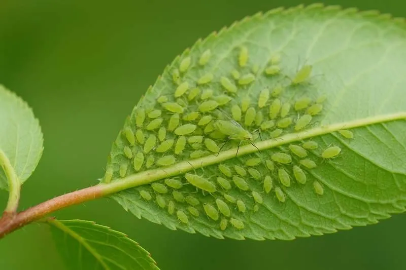immagine di afide verde del pesco