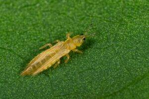 immagine di frankliniella occidentalis