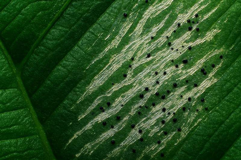 immagine di Thrips setosus