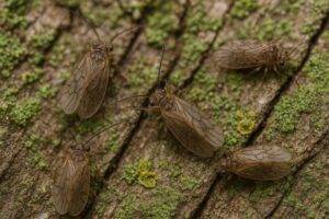 immagine di uno Psocomorpha