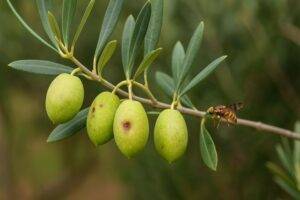 immagine mosca olearia su olivo
