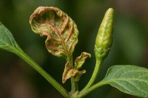 immagine peperoncino colpito da tripide