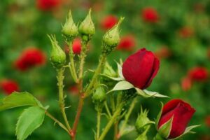 immagine pidocchi rose