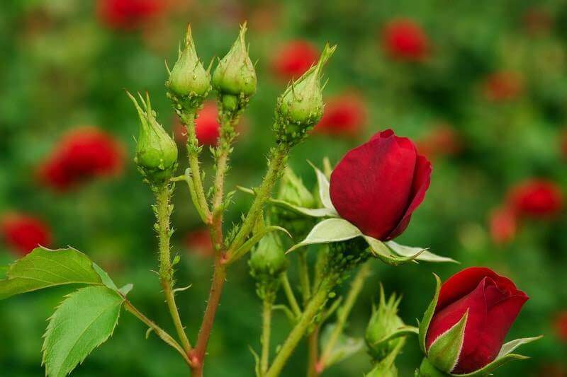 immagine pidocchi rose