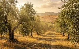 immagine ulivi nel periodo estivo