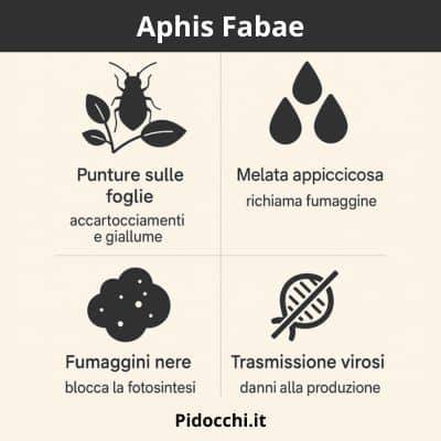 infografica Aphis Fabae