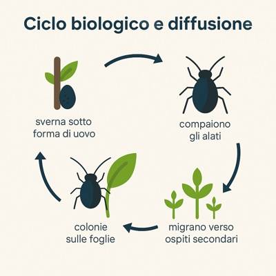 infografica ciclo biologico ciliegio