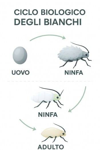 infografica ciclo biologico pidocchi bianchi