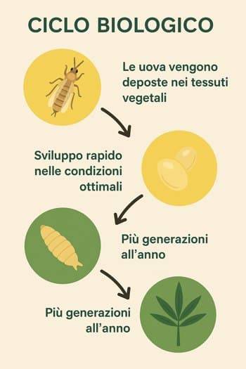 infografica ciclo biologico Thrips palmi