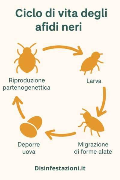 infografica ciclo di vita degli insetti neri sulle piante
