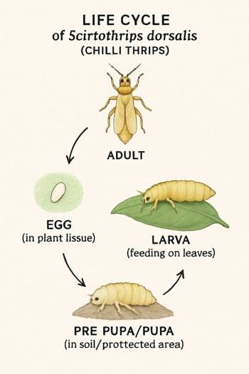 infografica ciclo di vita del tripide del peperoncino