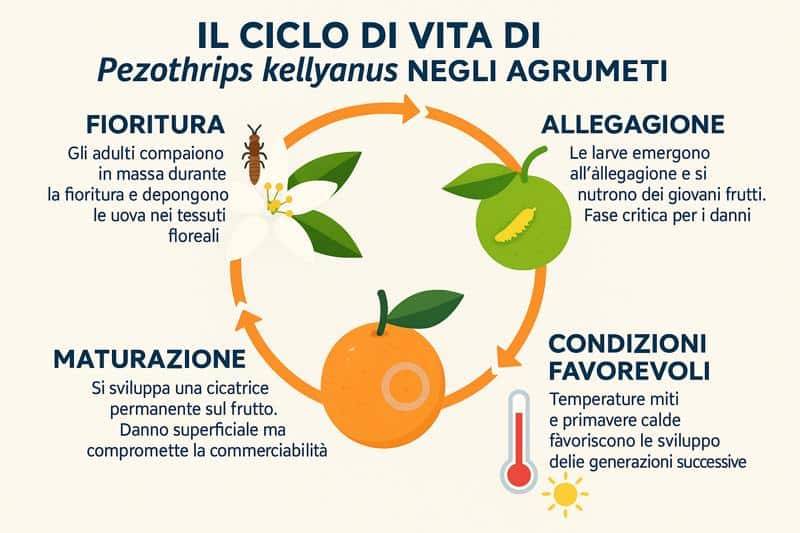 infografica ciclo di vita pezothrips kellyanus