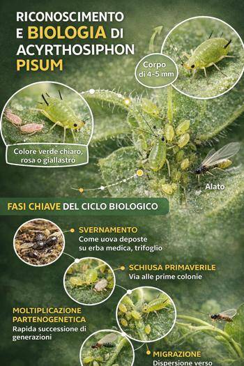infografica riconoscere afide del pisello