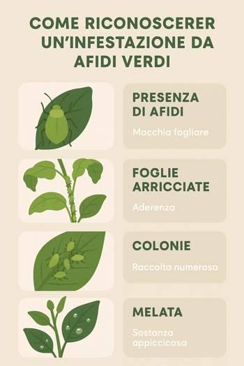 infografica su come riconoscere un infestazione da afidi verdi