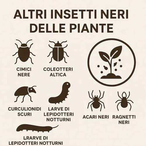 infografica su tipi di altri insetti neri