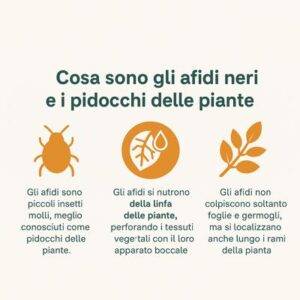 infografica sui pidocchi neri delle piante