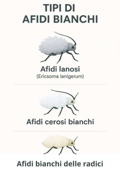 infografica sui tipi di afidi bianchi