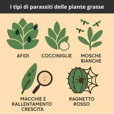 infografica sui tipi di parassiti delle piante grasse