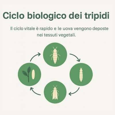 infografica sul ciclo biologico dei tripidi