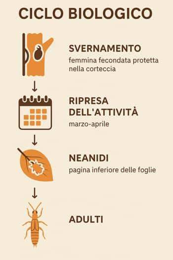 infografica sul ciclo biologico del tripide della vite