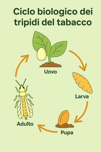 infografica sul ciclo di vita del tripide tabacco