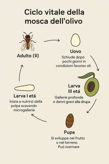 infografica sul ciclo vitale della mosca dell'olivo