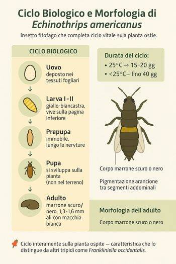 Infografica sul ciclo vitale di echinothrips americanus