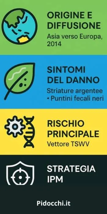 infografica sul Thrips setosus