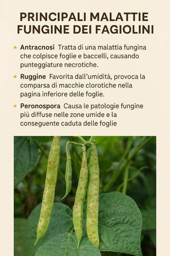 infografica sulle malattie fungine dei fagiolini