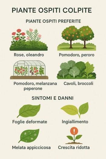 infografica sulle piante colpite dai pidocchi bianchi