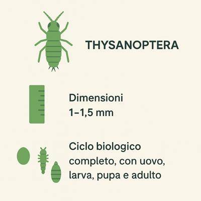 infografica tripide degli agrumi
