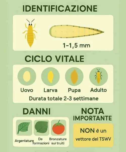 infografica tripide orientale