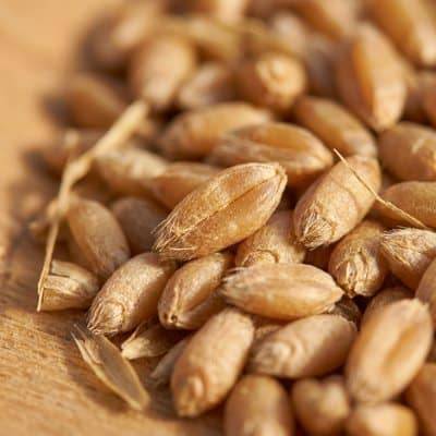 protezione derrate alimentari dai psocotteri