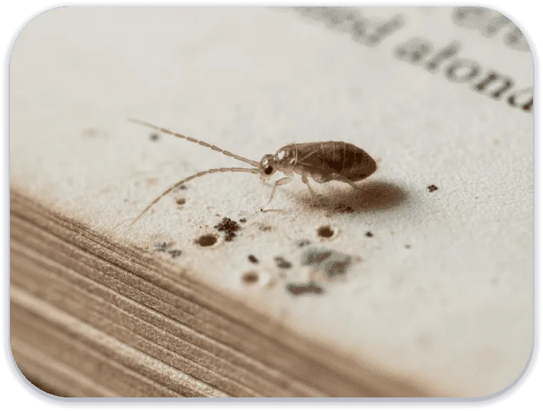 immagine di un pidocchio dei libri